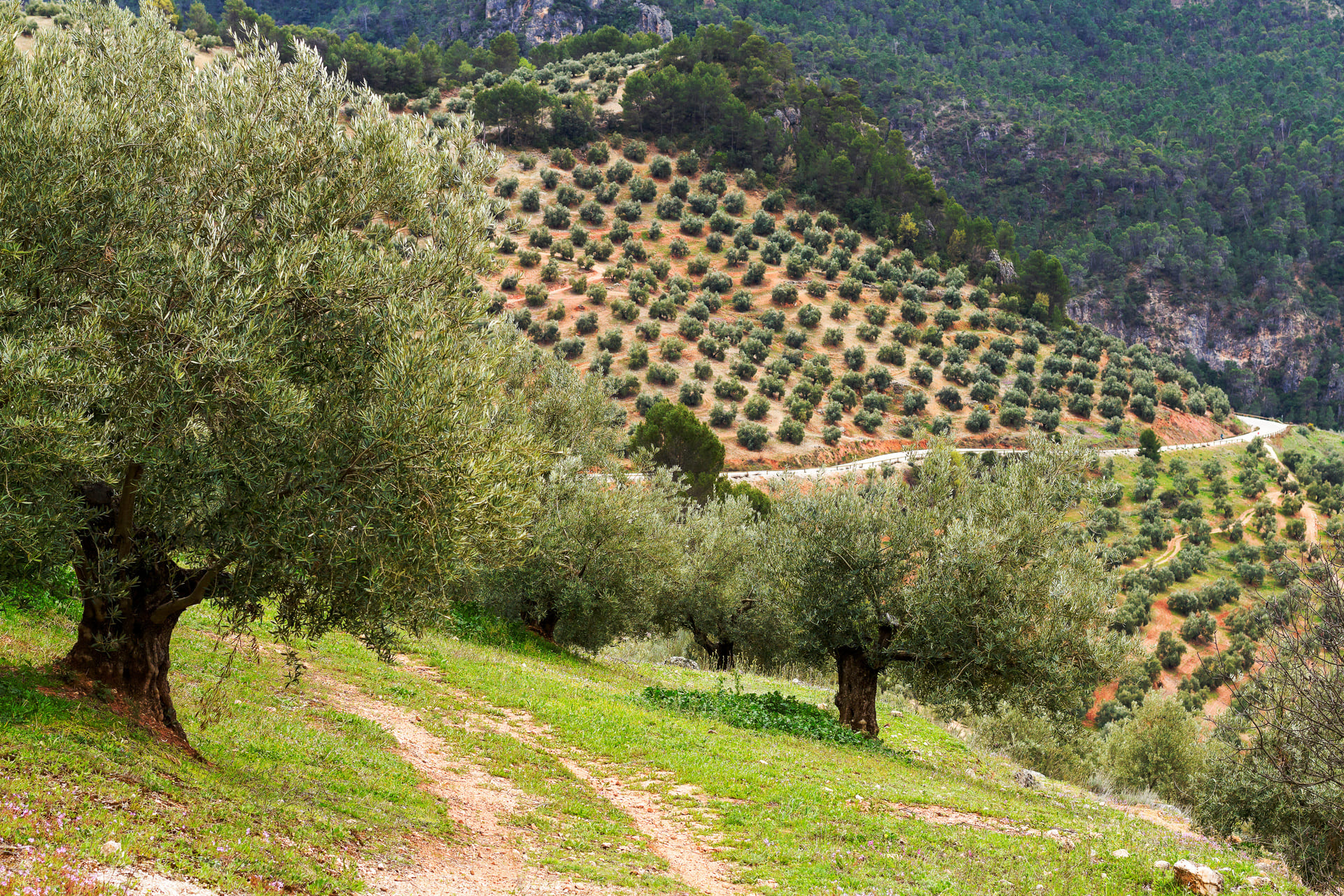 Rutas de oleoturismo los mejores recorridos para descubrir el mundo del aceite de oliva