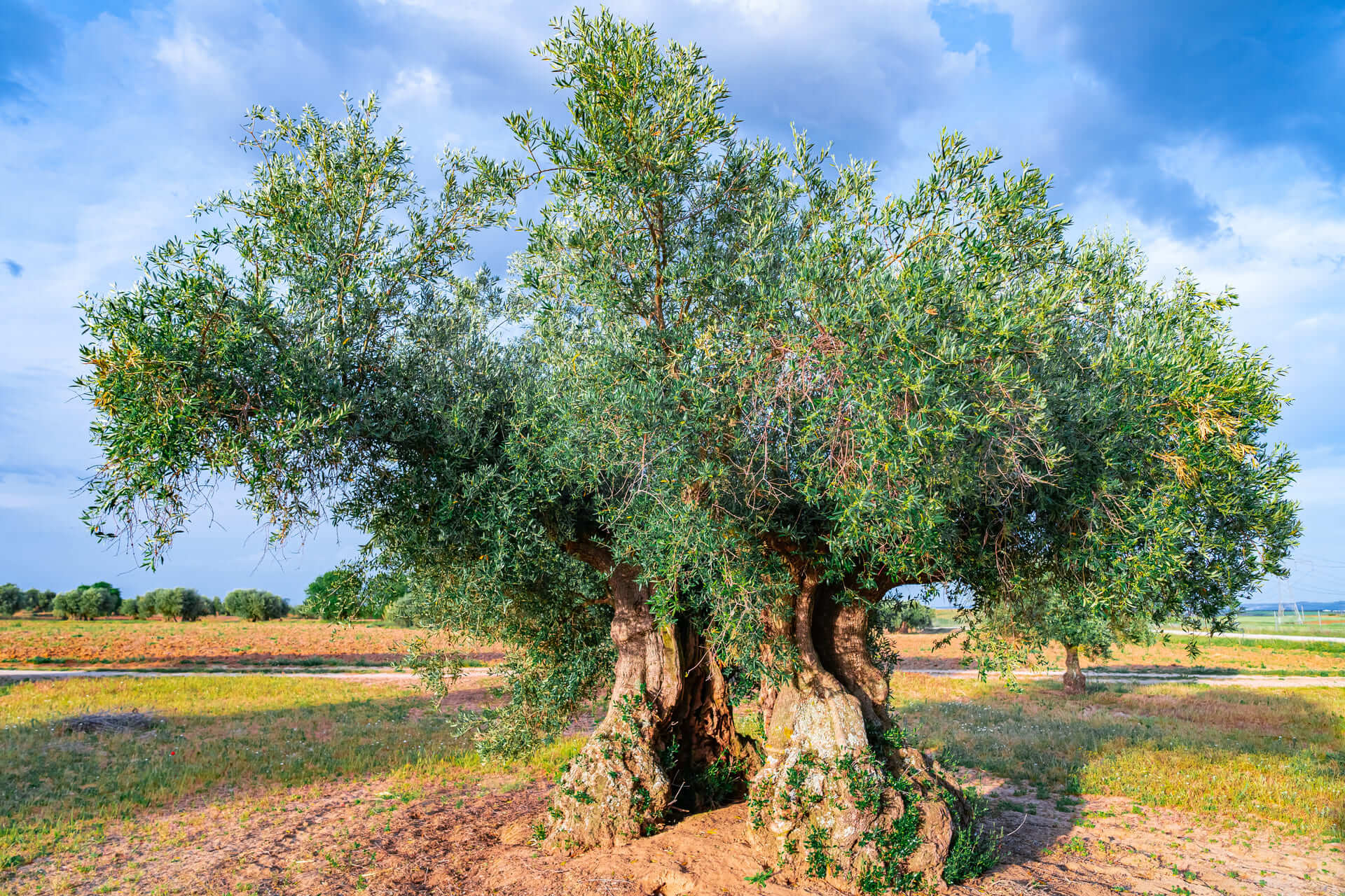 La importancia de los Olivos Milenarios en España